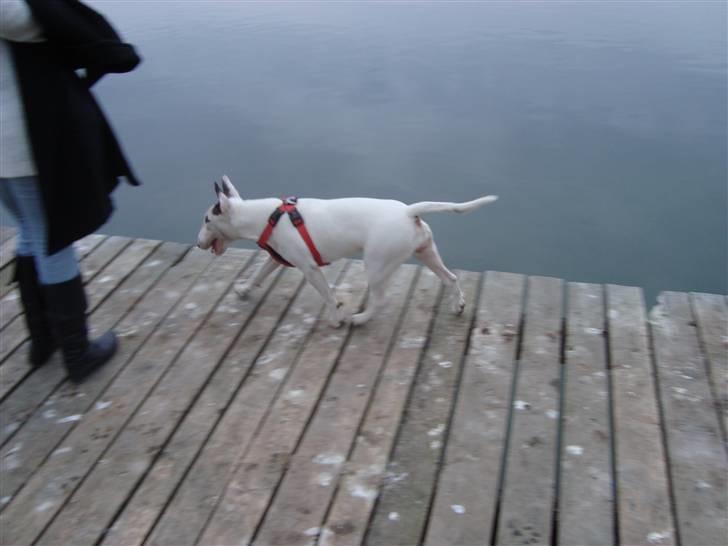 Bullterrier Diva billede 7