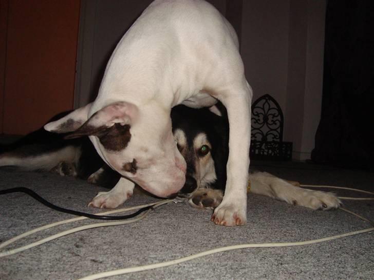 Bullterrier Diva billede 8