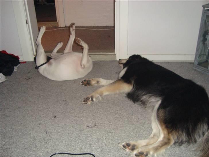 Bullterrier Diva billede 9