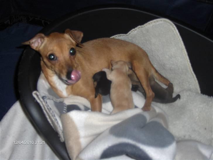 Prazsky krysarik vera billede 5