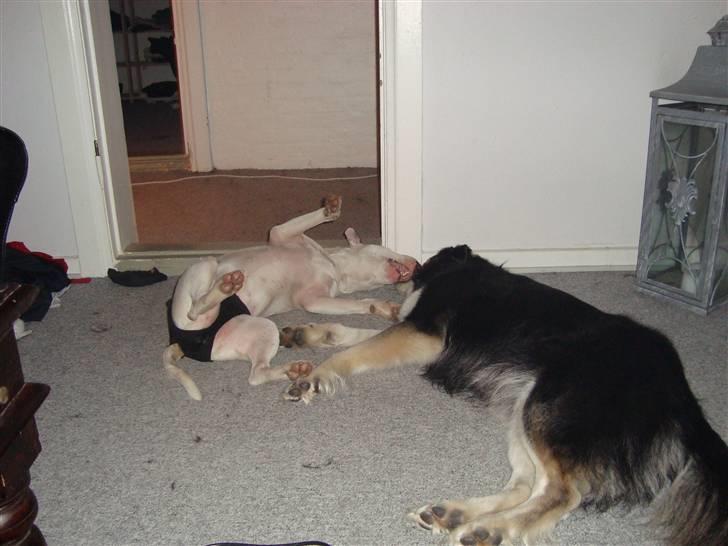 Bullterrier Diva billede 10