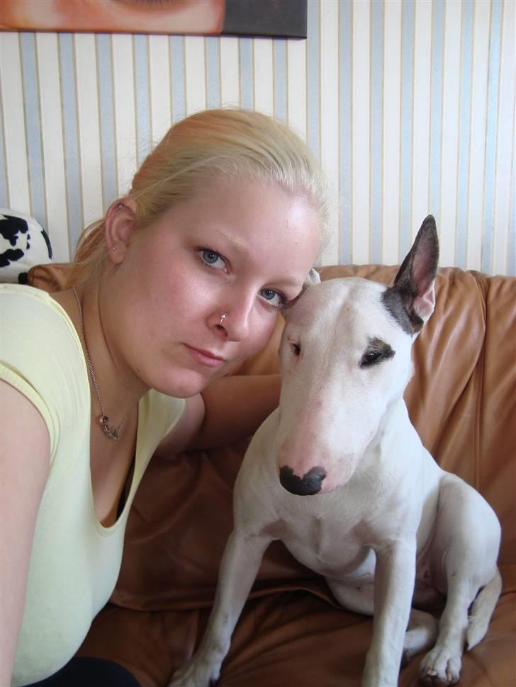 Bullterrier Diva billede 11