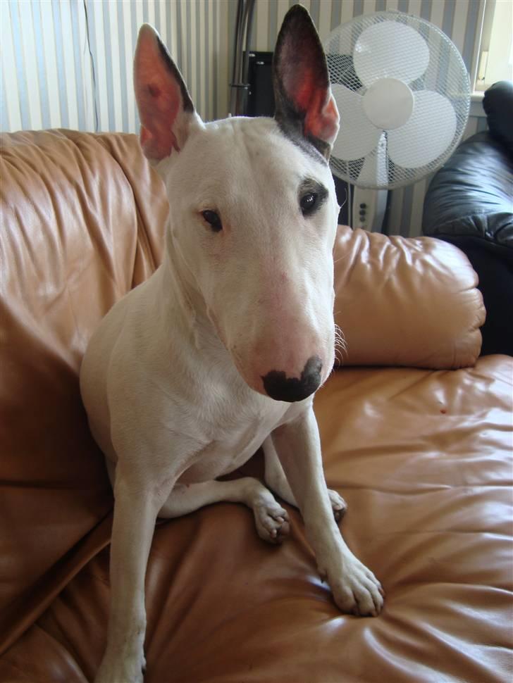 Bullterrier Diva billede 12