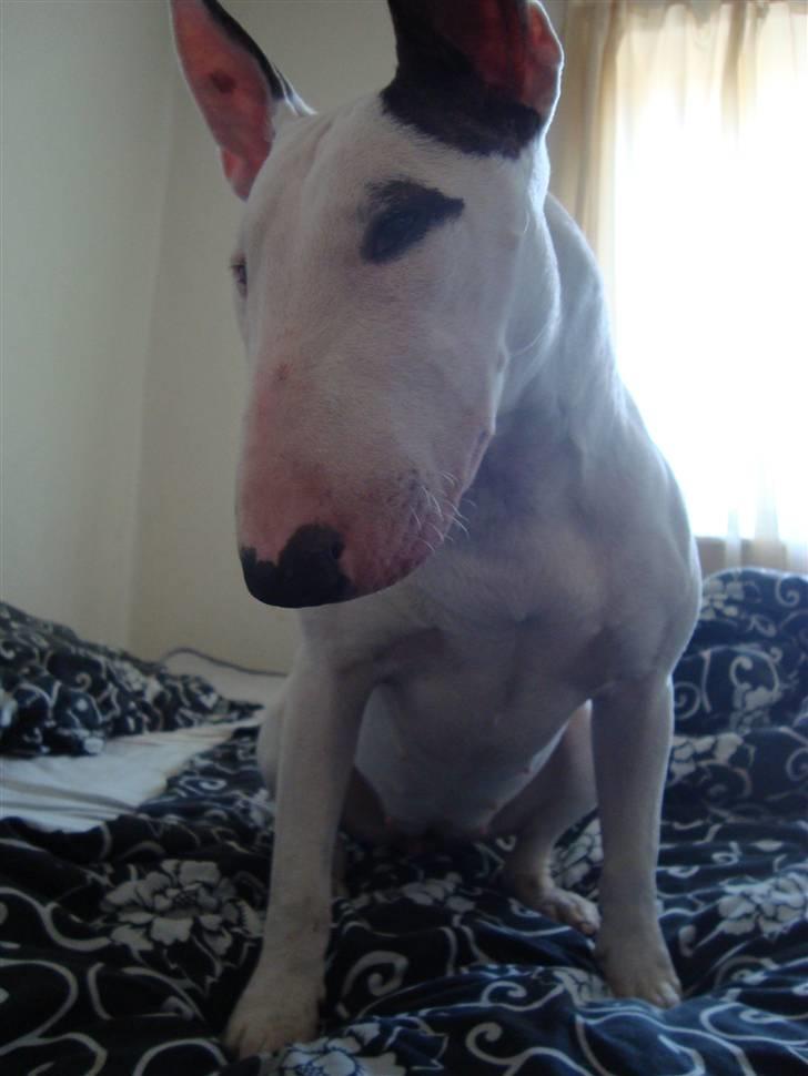 Bullterrier Diva billede 13