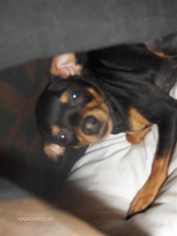 Prazsky krysarik ozzy billede 5