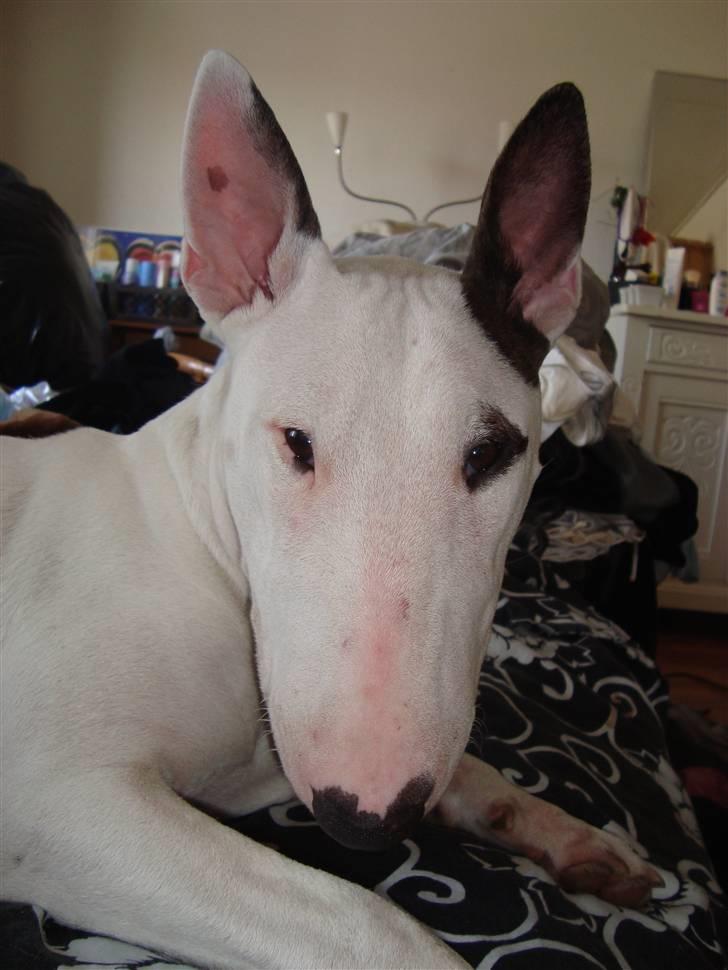 Bullterrier Diva billede 14