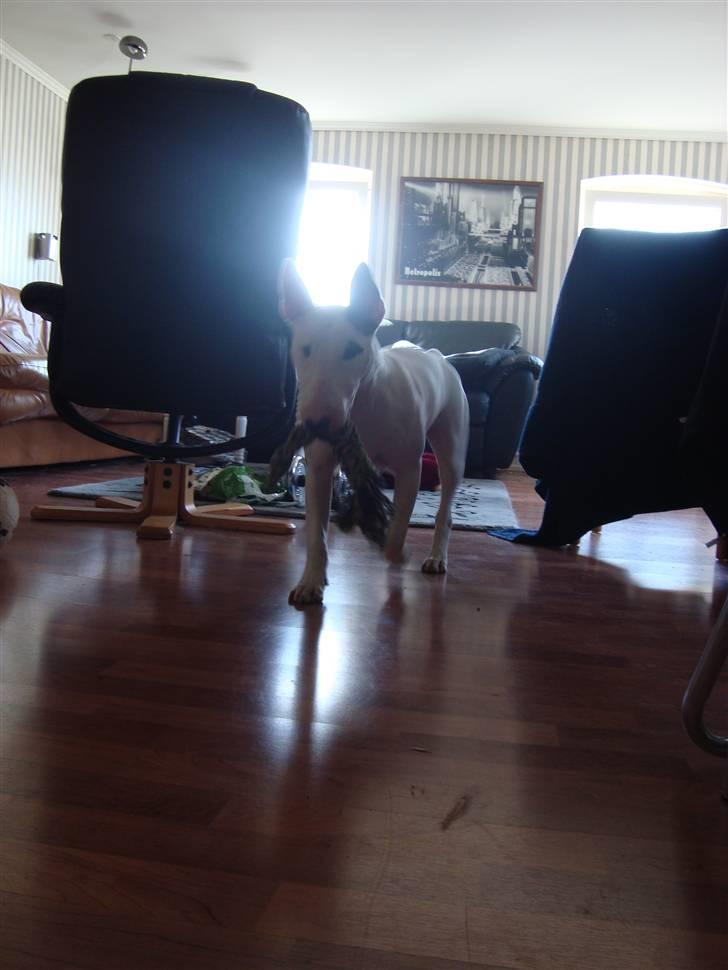 Bullterrier Diva billede 15