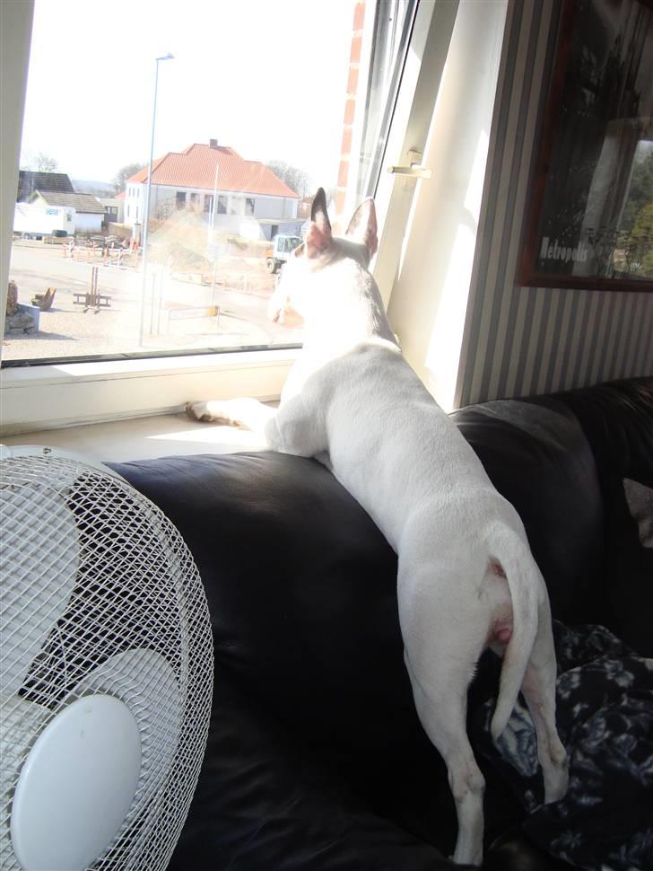 Bullterrier Diva billede 16