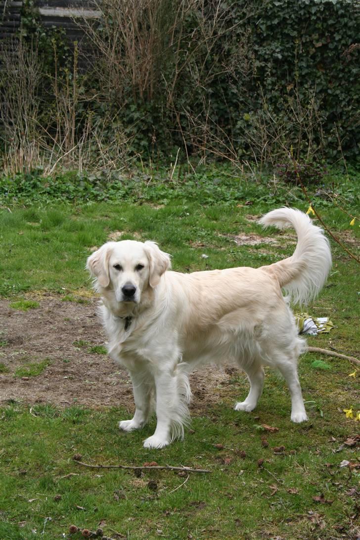 Golden retriever Wudditot (Frida) - Velkommen til Frida`s profil billede 1