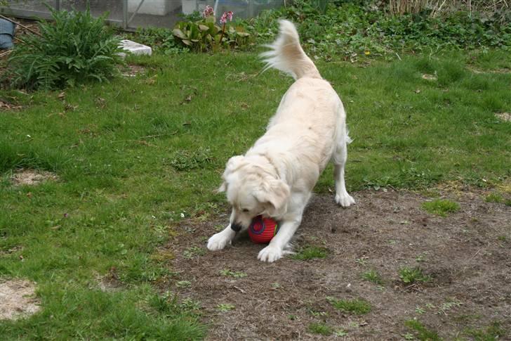 Golden retriever Wudditot (Frida) - Lege billede billede 2