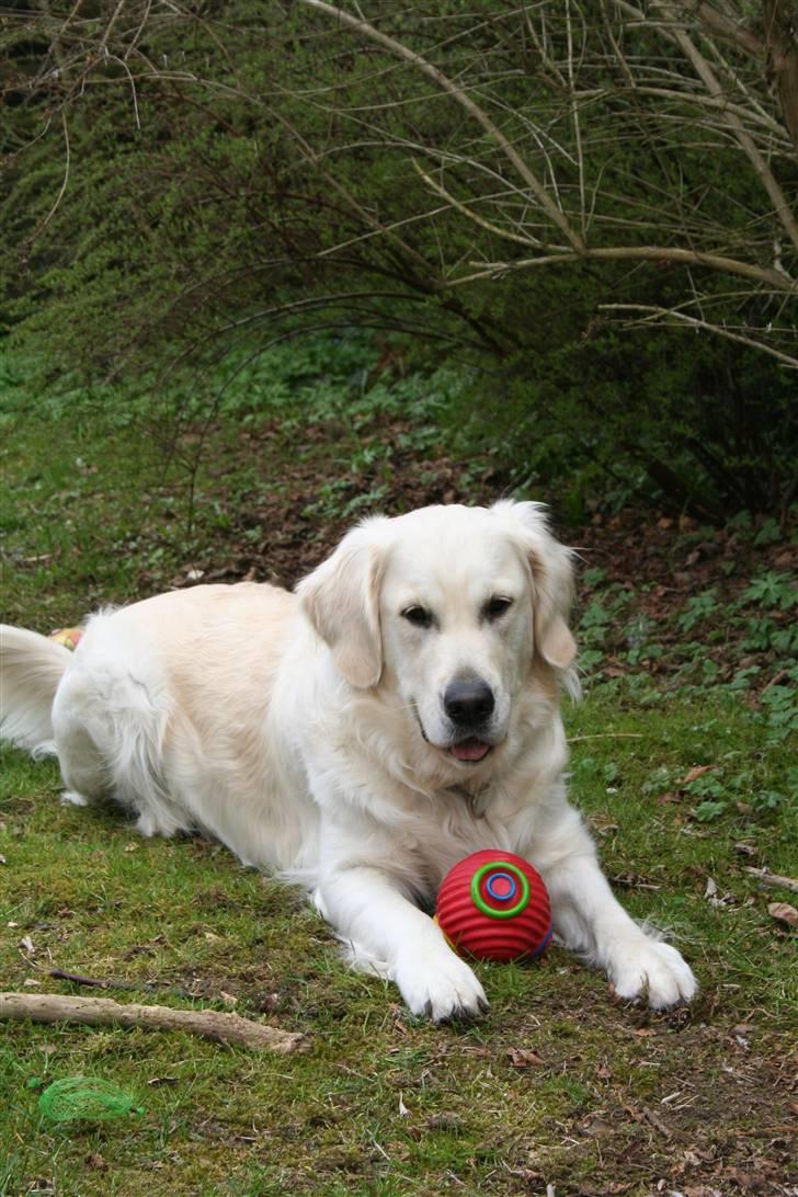 Golden retriever Wudditot (Frida) billede 3