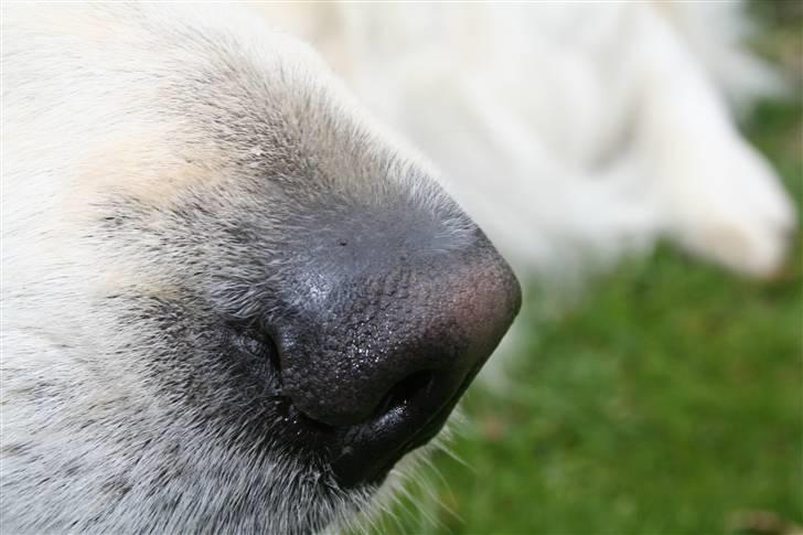 Golden retriever Wudditot (Frida) - Frida`s næse billede 4