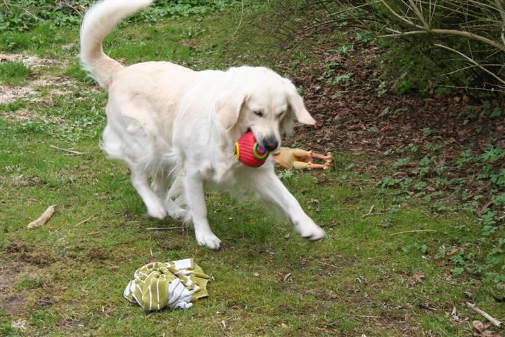 Golden retriever Wudditot (Frida) - Jeg kan lave spanske skridt billede 6