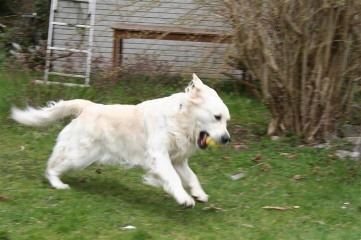 Golden retriever Wudditot (Frida) - hopla billede 7