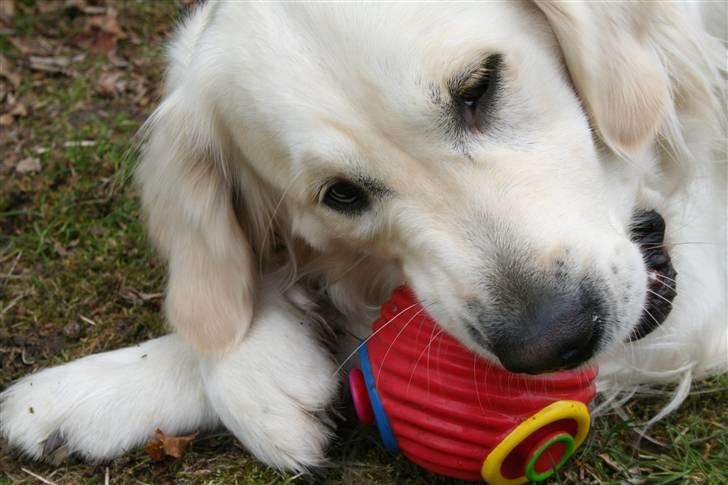 Golden retriever Wudditot (Frida) - Det er så min bold<3 billede 9