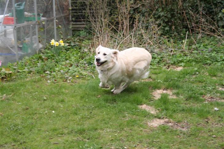 Golden retriever Wudditot (Frida) - Spurde billede 10