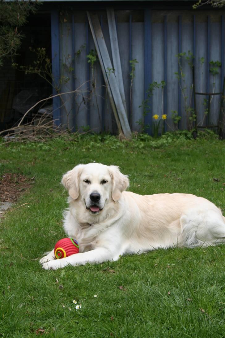 Golden retriever Wudditot (Frida) billede 12