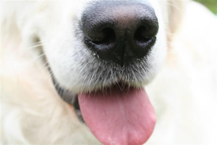 Golden retriever Wudditot (Frida) - Nær billede billede 16