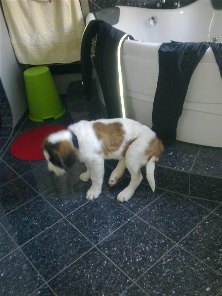 Sankt bernhardshund Kenzo - Jeg kan bare også sidde fint :D billede 3
