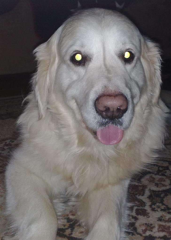 Golden retriever niki billede 12