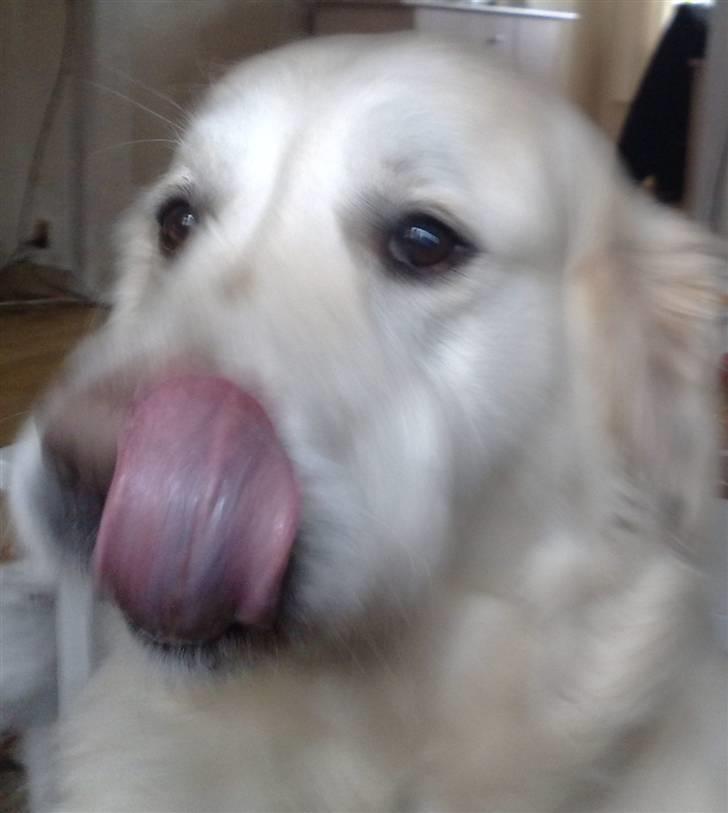 Golden retriever niki billede 13