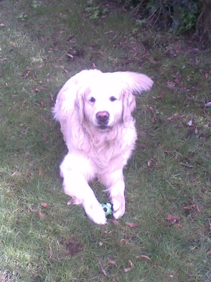 Golden retriever niki billede 14