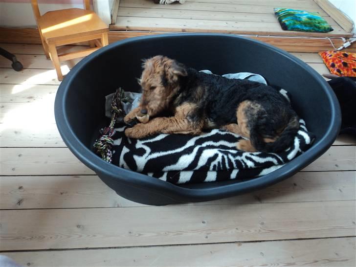 Airedale terrier Bowie billede 8