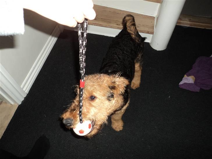Airedale terrier Bowie - Eeelsker mit legetøj! billede 9