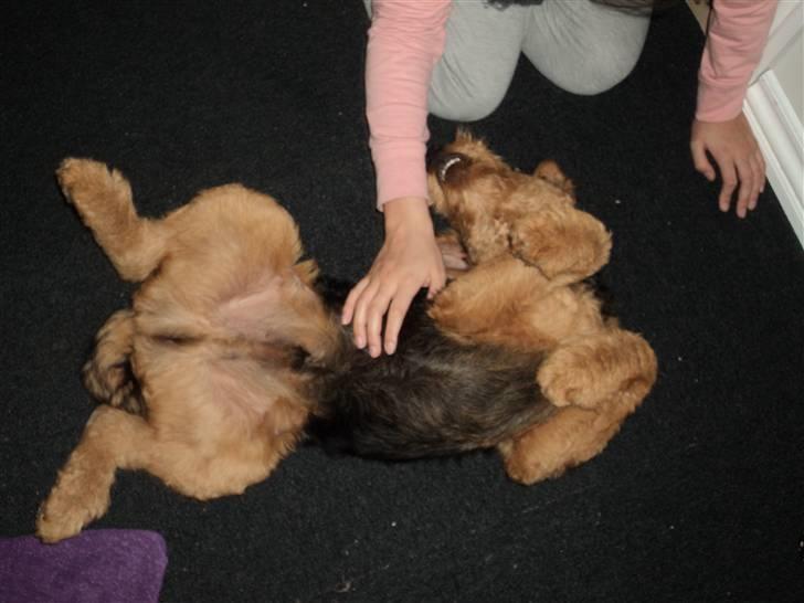 Airedale terrier Bowie - Godt at blive kløet på maven billede 10