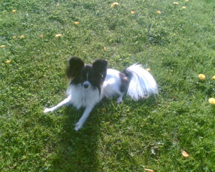 Papillon elvis - min dejlig elvis som desværre er dø nu<3 R.I.P lille elvis billede 1