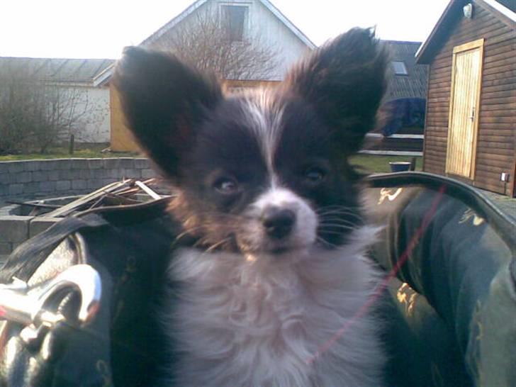 Papillon elvis - Elvis som lille<3 billede 2