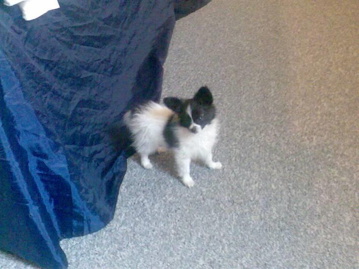 Papillon elvis - Elvis som lille<3 billede 3