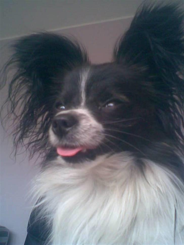 Papillon elvis billede 4