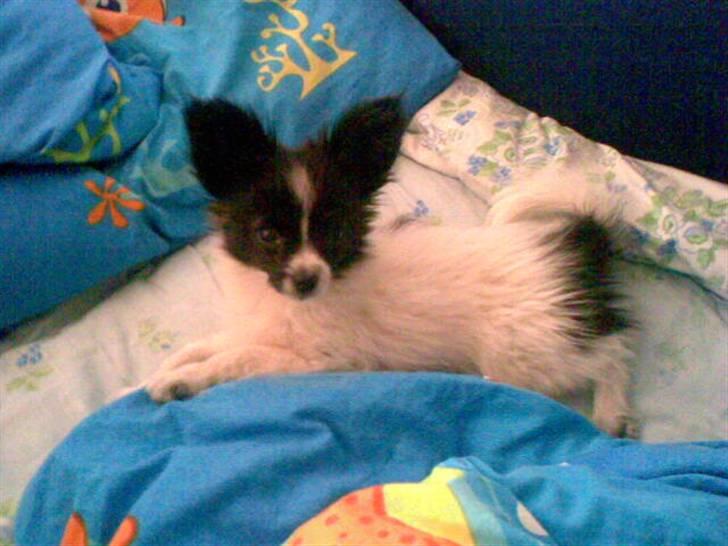 Papillon elvis - Elvis som lille<3 billede 5