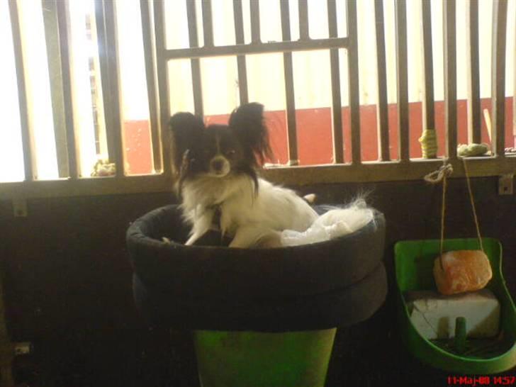 Papillon elvis billede 6