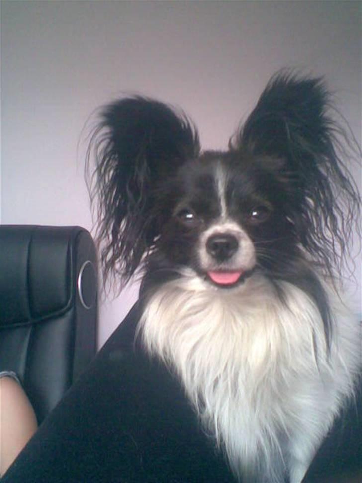 Papillon elvis billede 7