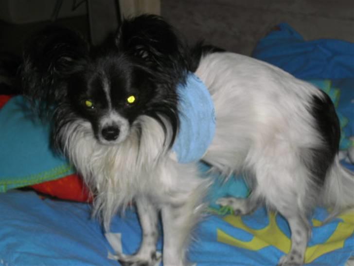 Papillon elvis billede 9