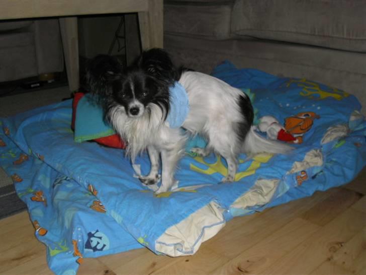 Papillon elvis billede 10
