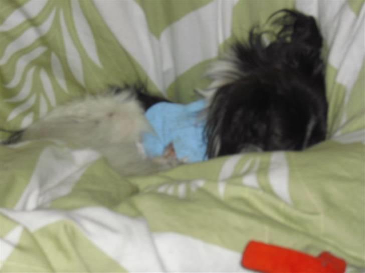 Papillon elvis - sidste billede taget af elvis to timer før han død<3 billede 11