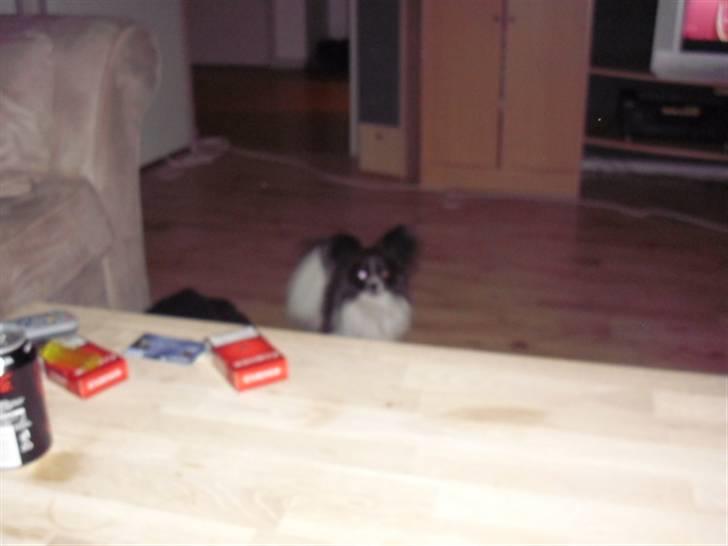 Papillon elvis billede 12