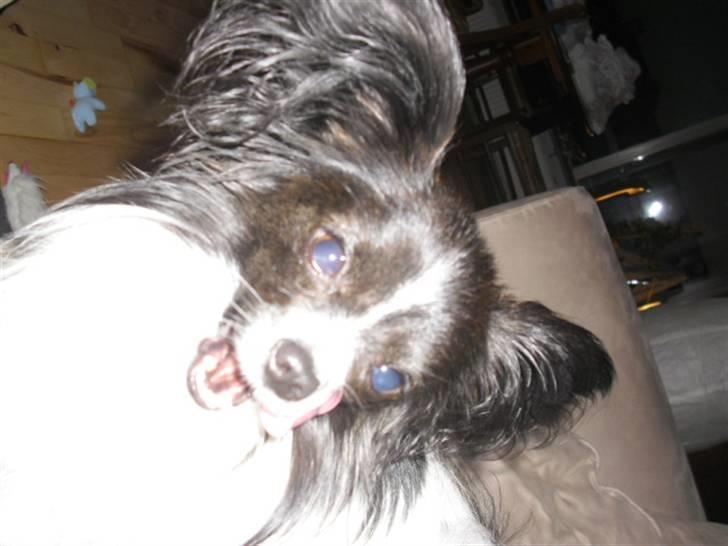 Papillon elvis billede 13