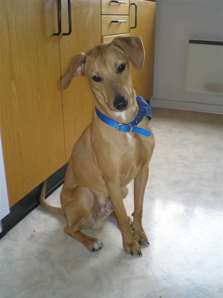 Blanding af racer Viktor billede 1