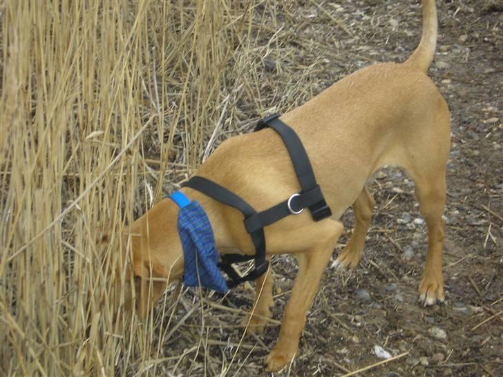 Blanding af racer Viktor billede 2