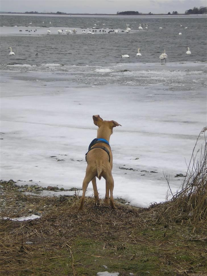 Blanding af racer Viktor billede 3