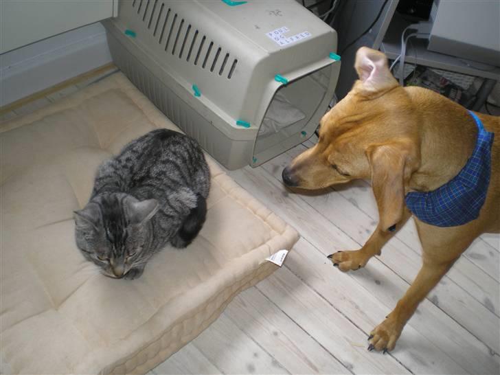 Blanding af racer Viktor billede 4