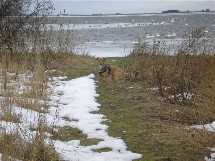 Blanding af racer Viktor billede 5