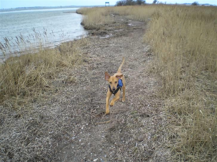 Blanding af racer Viktor billede 6