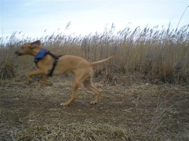 Blanding af racer Viktor billede 7