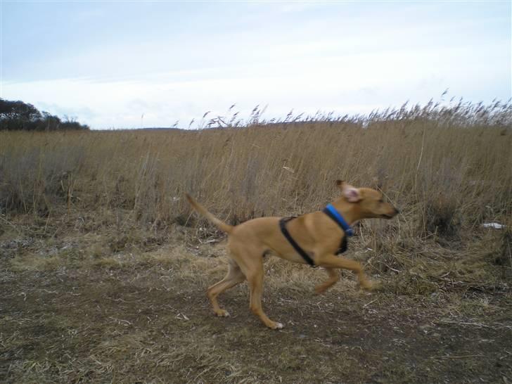 Blanding af racer Viktor billede 8