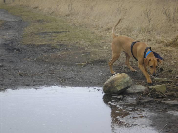 Blanding af racer Viktor billede 9